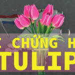 Bong bóng hoa Tulip