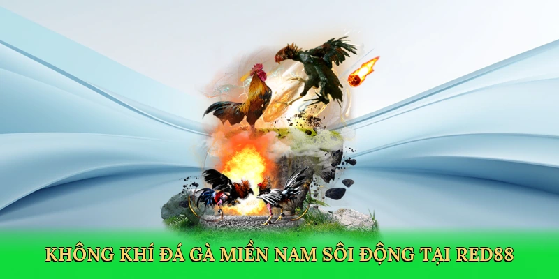 Đá Gà Miền Nam – Hành Trình Giải Trí Kịch Tính Tại Red88