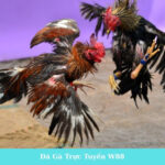 Đá Gà Trực Tuyến W88